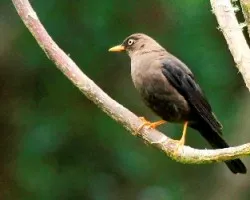 Turdus nigrescens