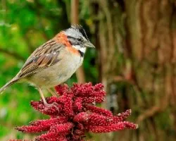 Zonotrichia Capensis