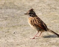 Zonotrichia Capensis