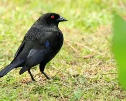 Molothrus Aeneus