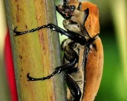 Megasoma Elephas