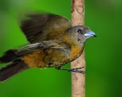 Ramphocelus passerinii