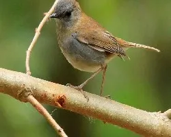 Catharus gracilirostris