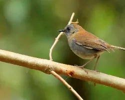 Catharus gracilirostris