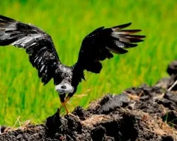 Caracara cheriway
