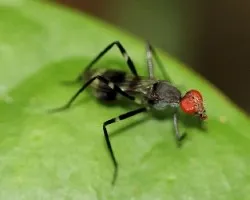 Id????