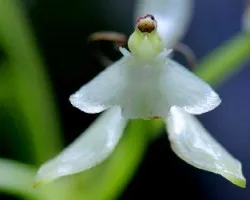 Stelis