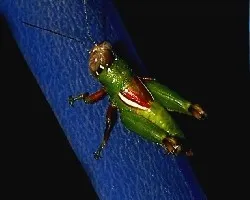 Id????