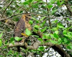 Buteogallus anthracinus