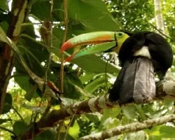 Ramphastos sulfuratus