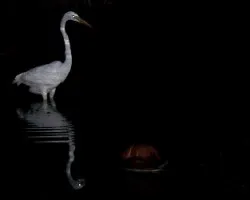 Ardea alba
