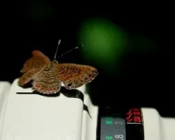 calephelis virginiensis