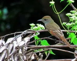 Myiarchus nuttingi
