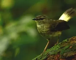 Myiothlypis fulvicauda