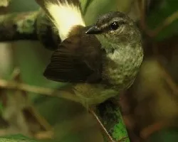 Myiothlypis fulvicauda