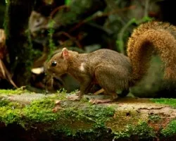 Sciurus granatensis