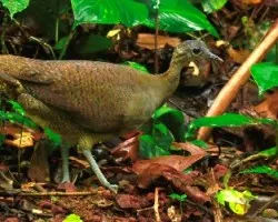 Nothocercus bonapartei