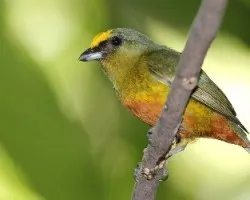 Euphonia gouldi