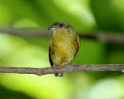Euphonia gouldi