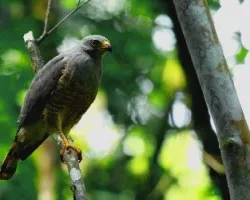 Buteo magnirostris