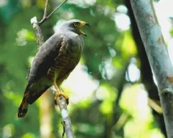 Buteo magnirostris