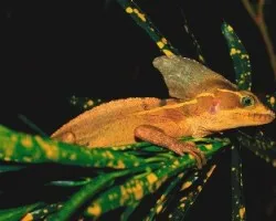 Basiliscus vittatus