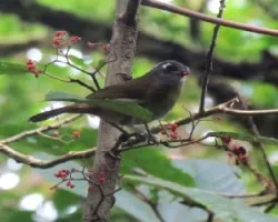Id??