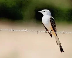 Tyrannus forficatus