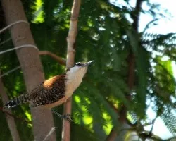 Campylorhynchus rufinucha