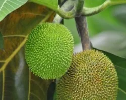 Artocarpus altilis