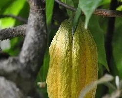 Theobroma cacao
