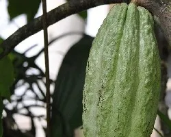 Theobroma cacao