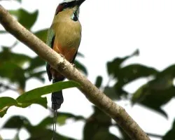 Eumomota superciliosa