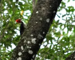 Campephilus guatemalensis