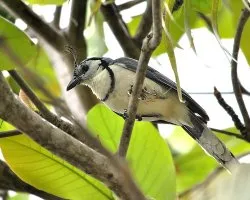 Calocitta formosa