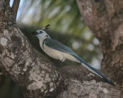 Calocitta formosa