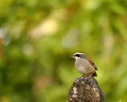 Aimophila ruficauda