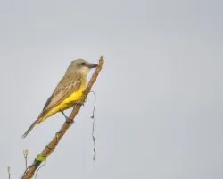 Tyrannus melancholicus