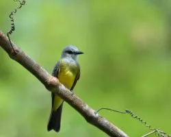 Tyrannus melancholicus