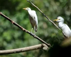 Bubulcus ibis