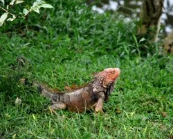 Iguana