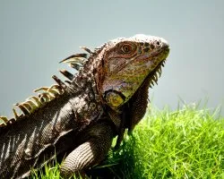 Iguana