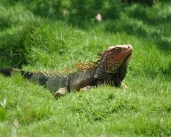 Iguana