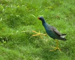 Porphyrio martinica