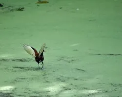 Jacana spinosa