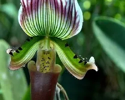 Orquideas.