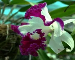 Orquideas.