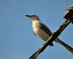 Mimus gilvus