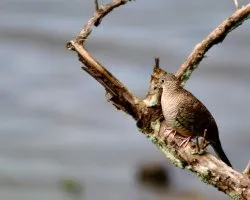 Columbina inca