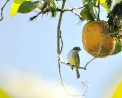 Una reinita mas